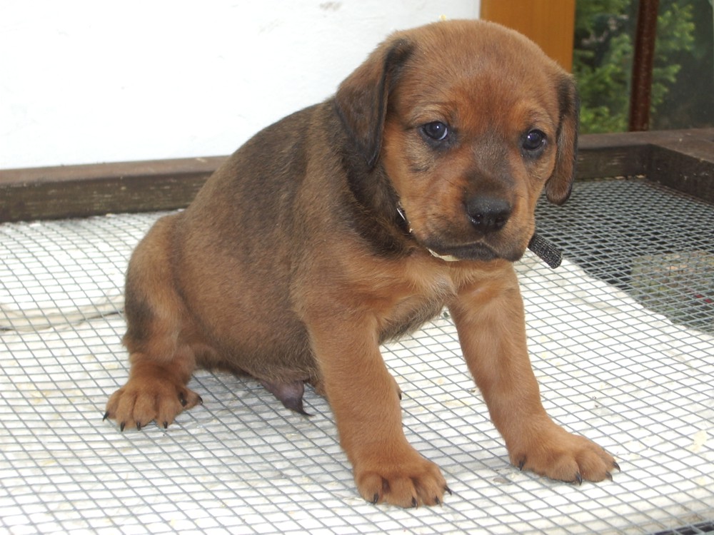 Bonx (Bracke, Rottweiler) Bracke Rottweiler 